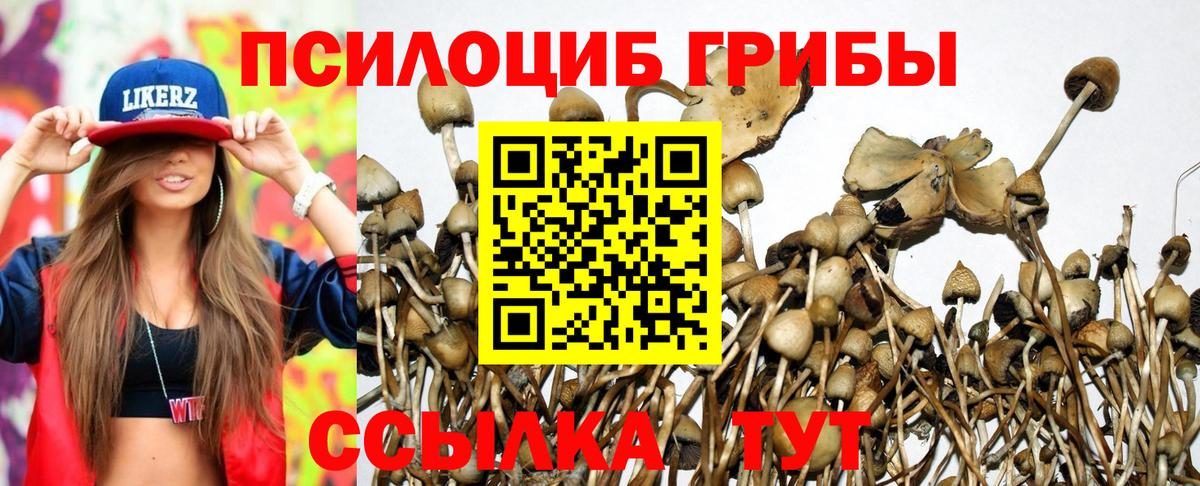 Псилоцибиновые грибы Cubensis Кемерово